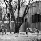 Zoo Dresden