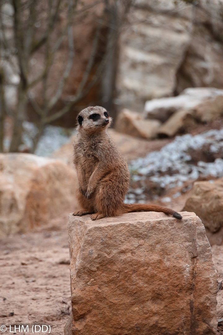 Zoo Dresden - Erdmännchen