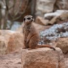 Zoo Dresden - Erdmännchen