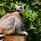 Zoo Dresden