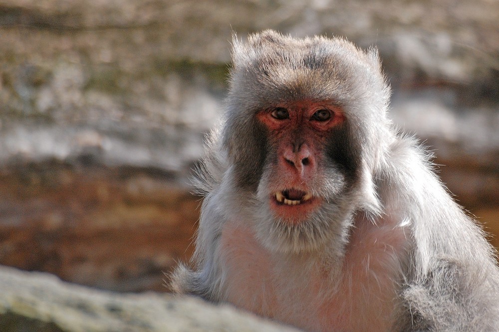 Zoo Dresden I