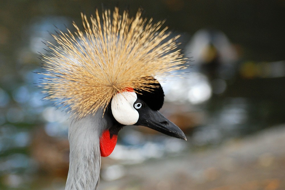 Zoo Dresden III