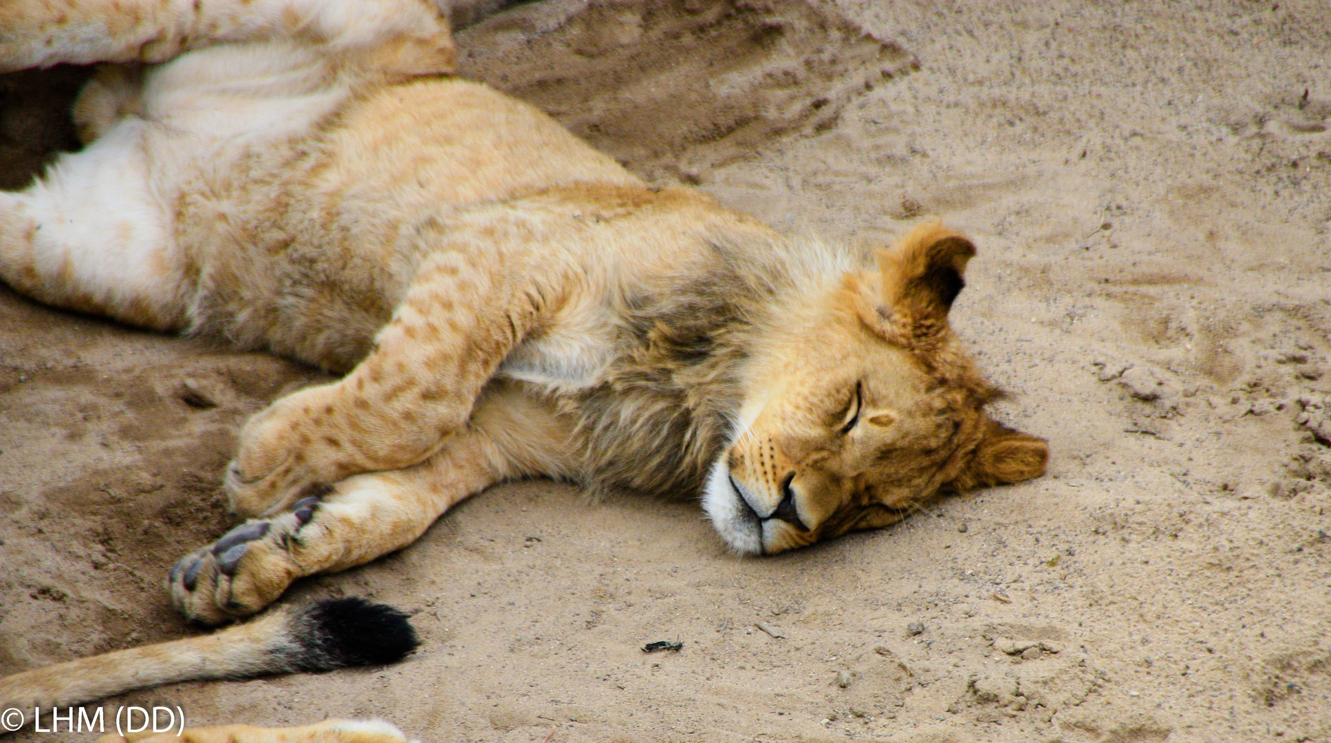 Zoo Dresden - Löwe