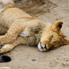 Zoo Dresden - Löwe