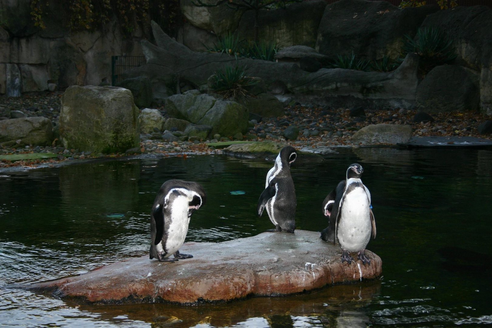 Zoo Dresden - Pinguine -