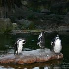 Zoo Dresden - Pinguine -