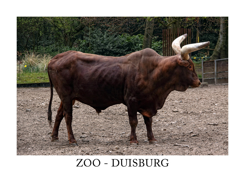 ZOO - DUISBURG 1