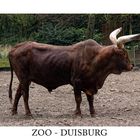 ZOO - DUISBURG 1