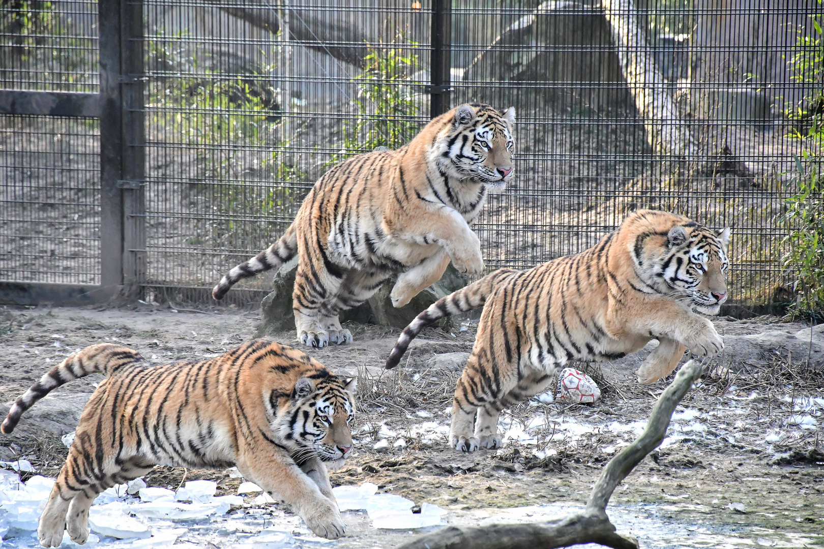 Zoo Duisburg (16)