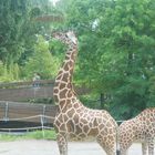 Zoo Duisburg 2