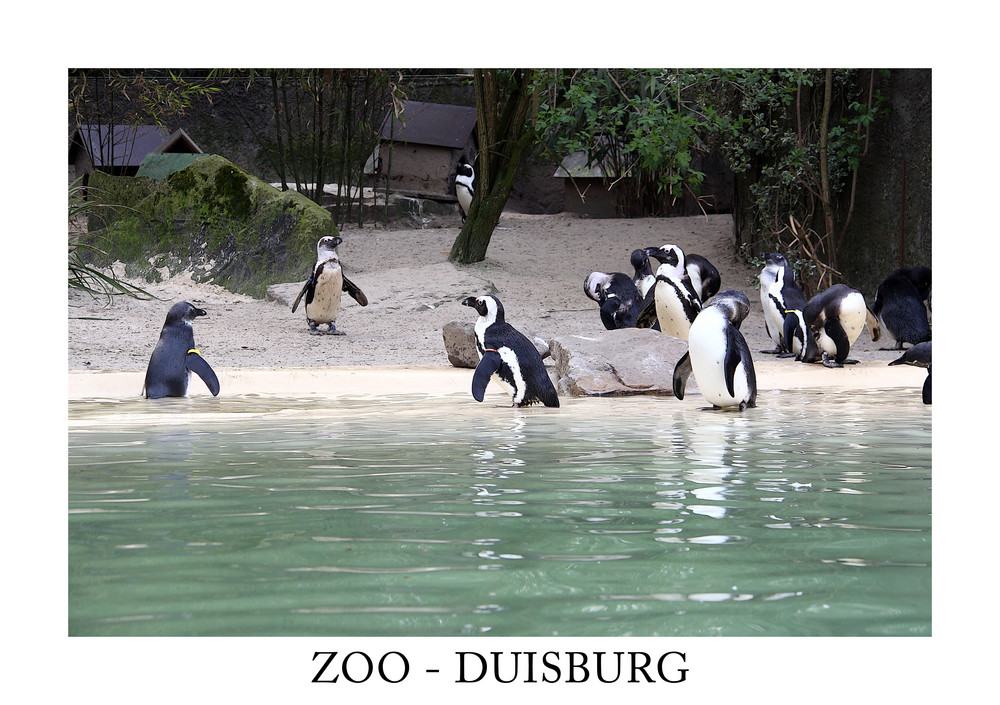 ZOO - DUISBURG 2