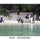 ZOO - DUISBURG 2