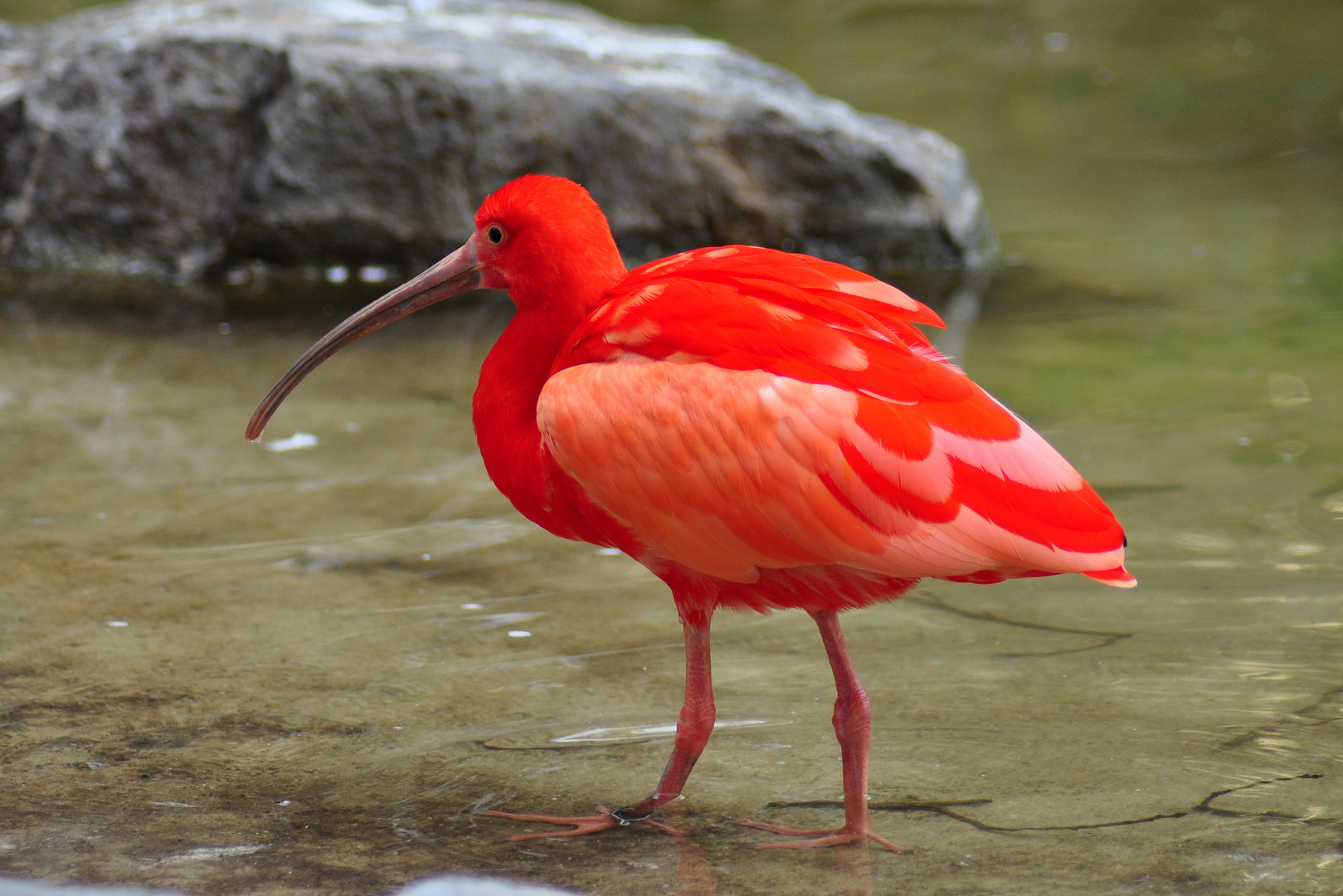 Zoo Duisburg 2