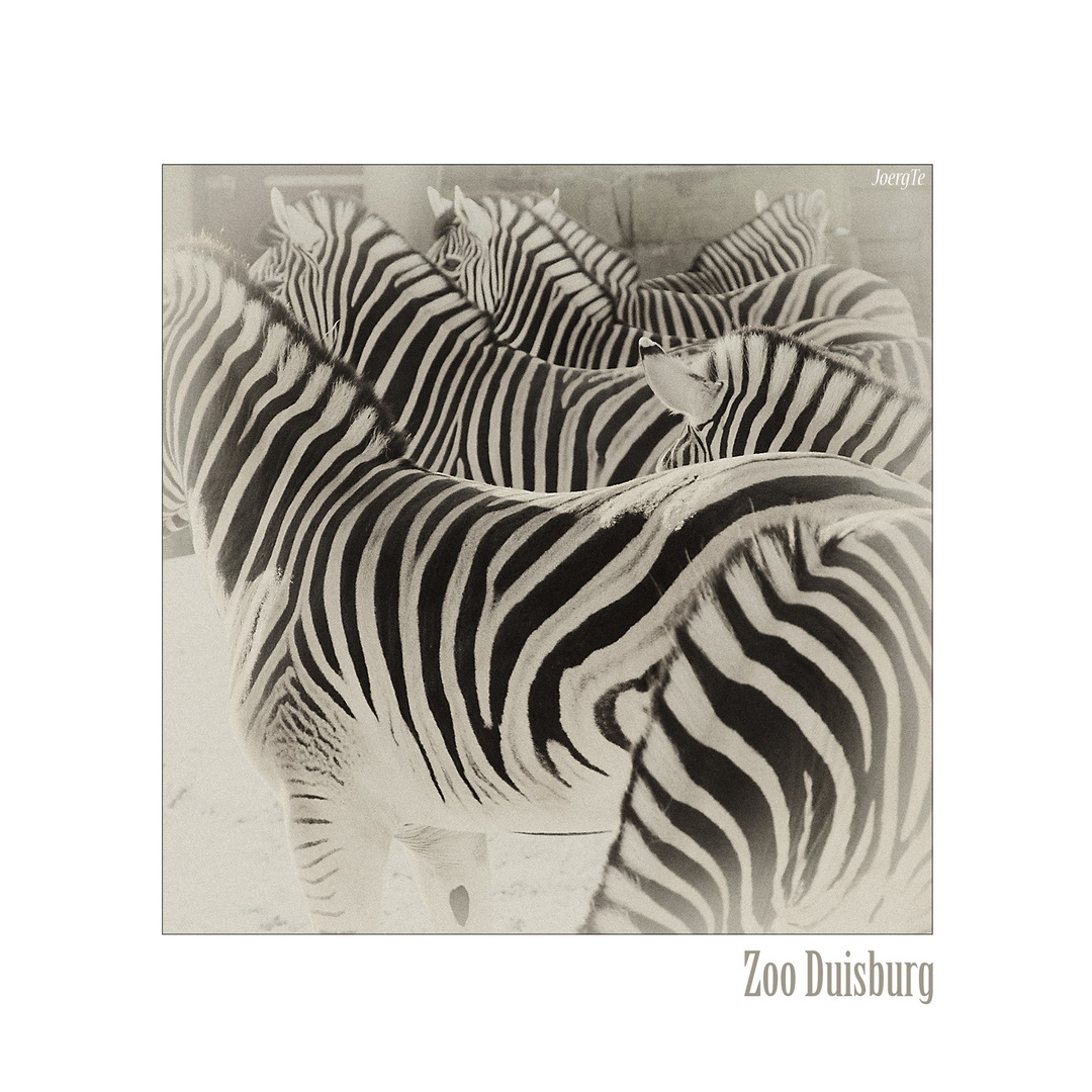 Zoo Duisburg 2010 - Zebras