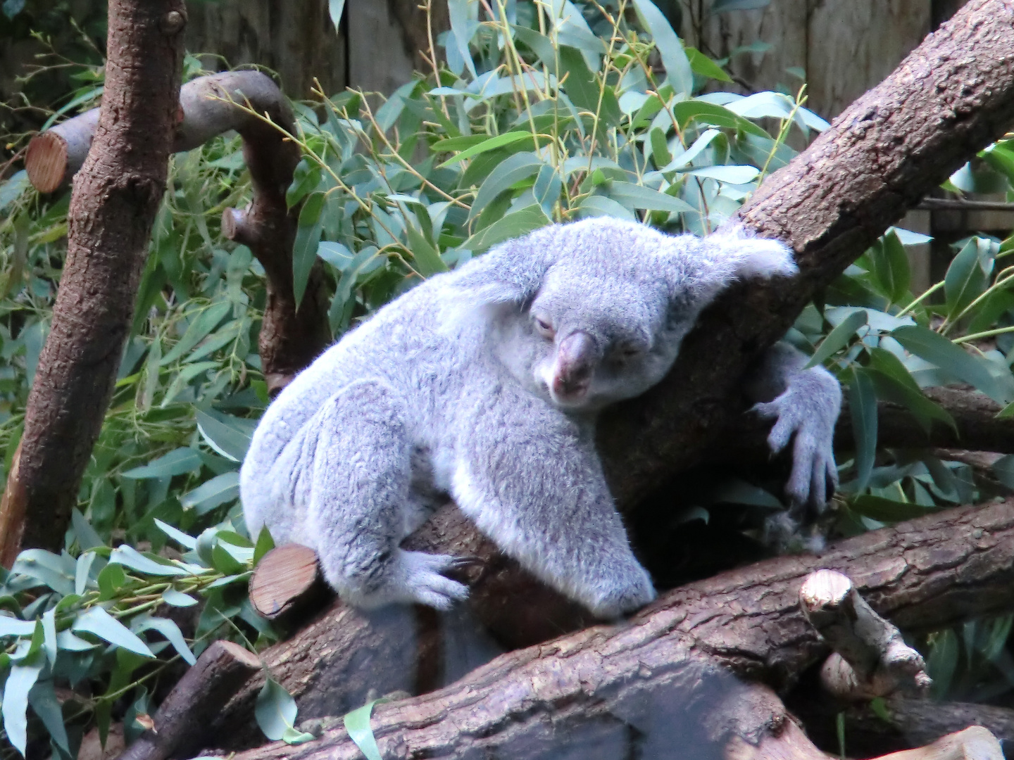 Zoo Duisburg 2011