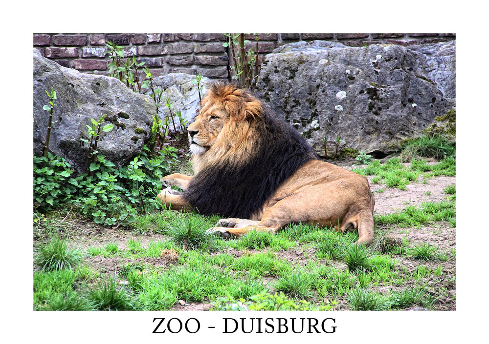 ZOO - DUISBURG 4