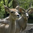 Zoo Duisburg