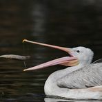 Zoo Duisburg 5