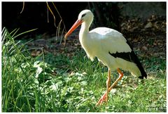 Zoo Duisburg