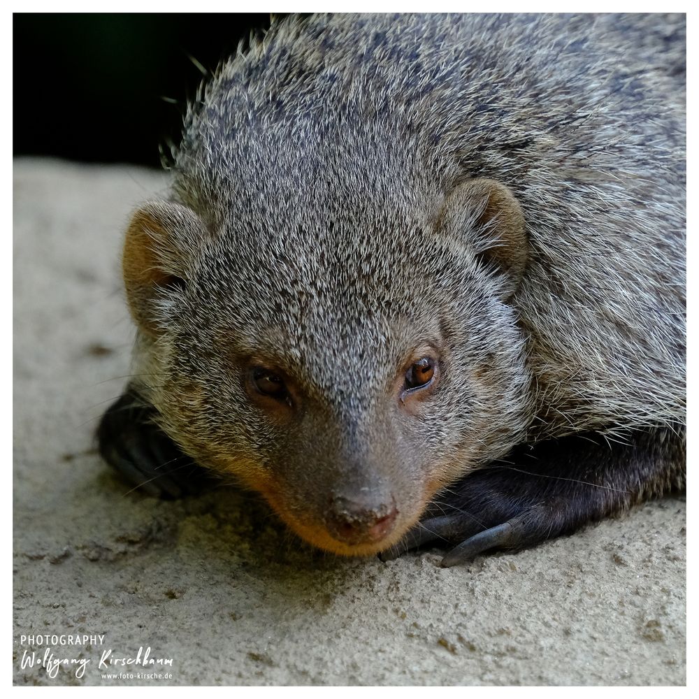 Zoo Duisburg