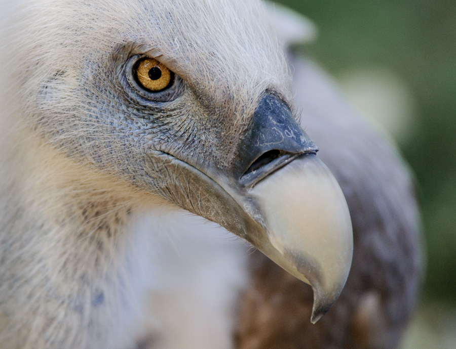 Zoo Duisburg | Auge in Auge mit dem Gänsegeier