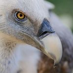 Zoo Duisburg | Auge in Auge mit dem Gänsegeier