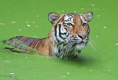 Zoo Duisburg August 2013 / 2