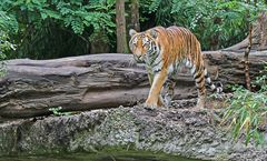 Zoo Duisburg August 2013 / 3