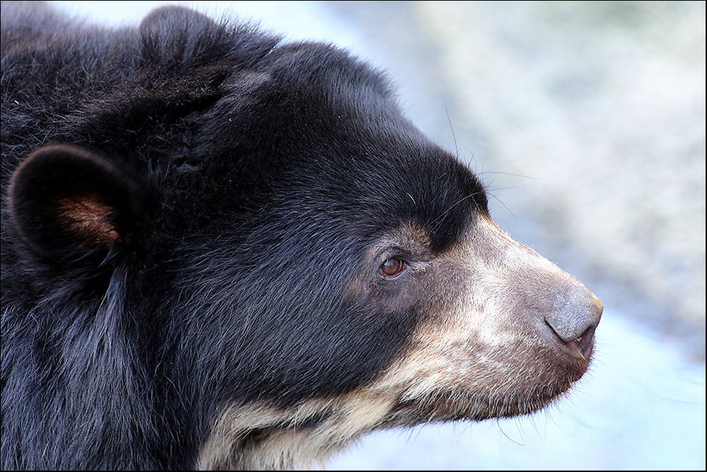 - ZOO Duisburg - Bär -