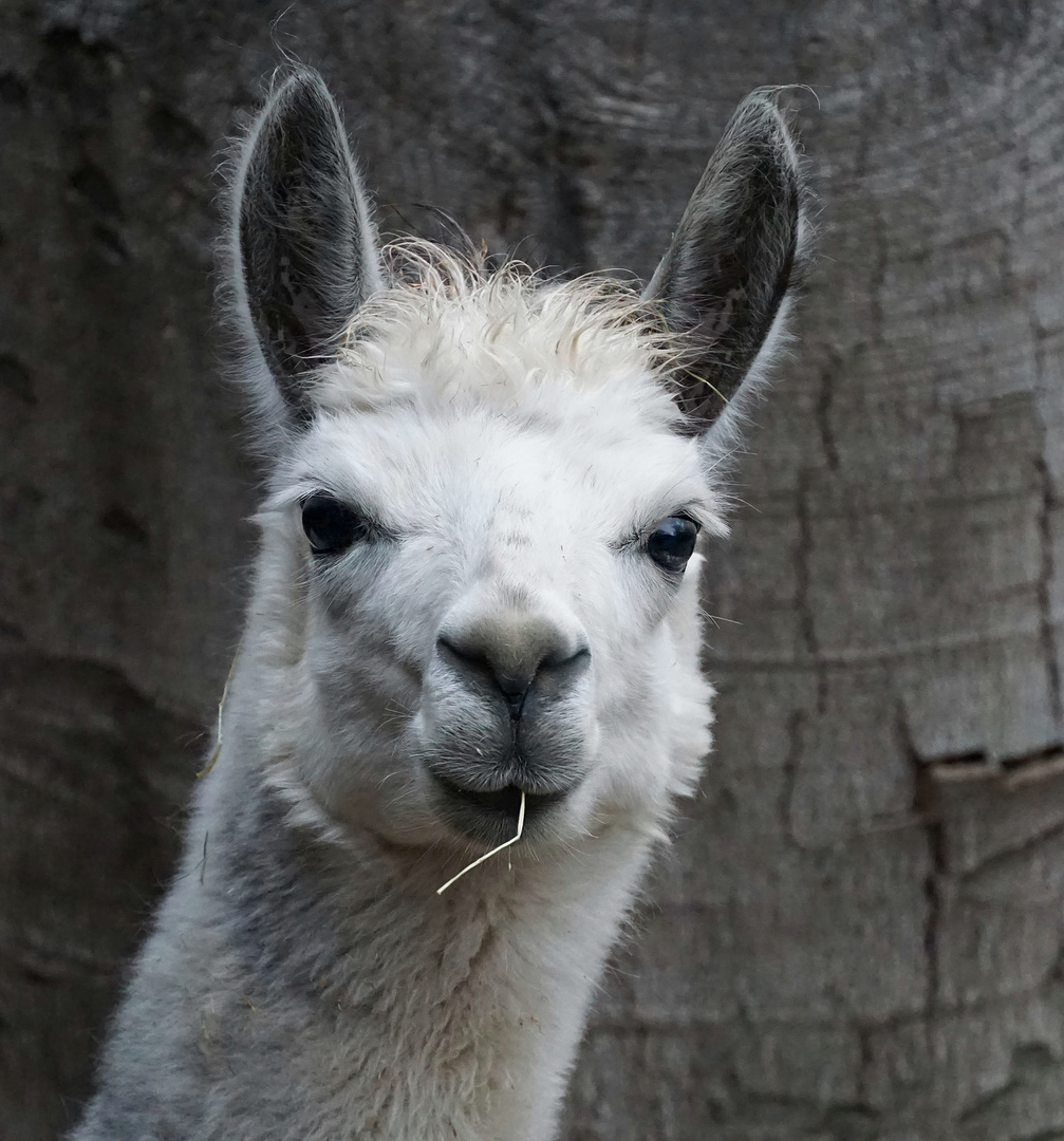 Zoo Duisburg - Coole Socke