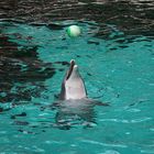 Zoo Duisburg Delphin und der Ball