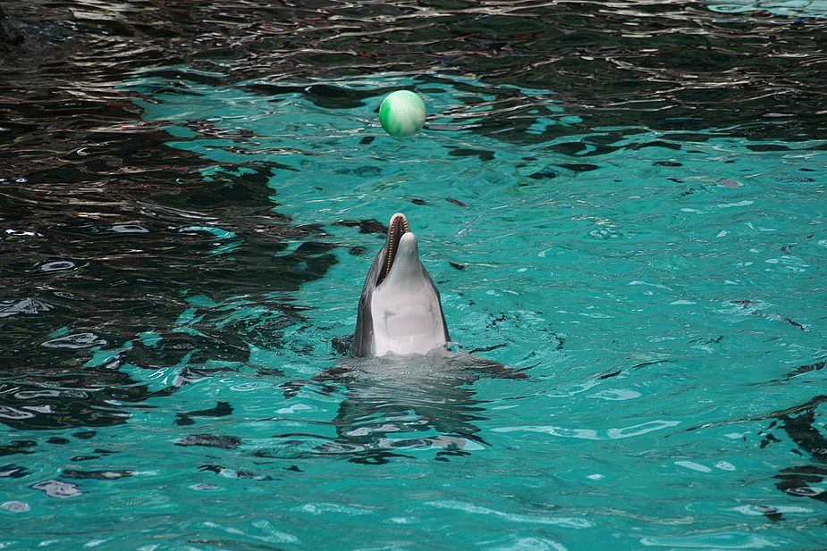 Zoo Duisburg Delphin und der Ball