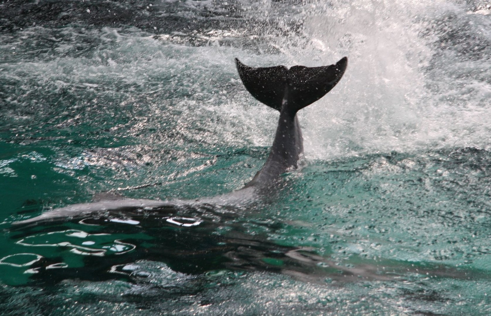 Zoo Duisburg Delphinflosse