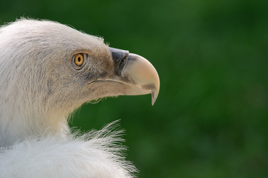 Zoo Duisburg | Der Gänsegeier