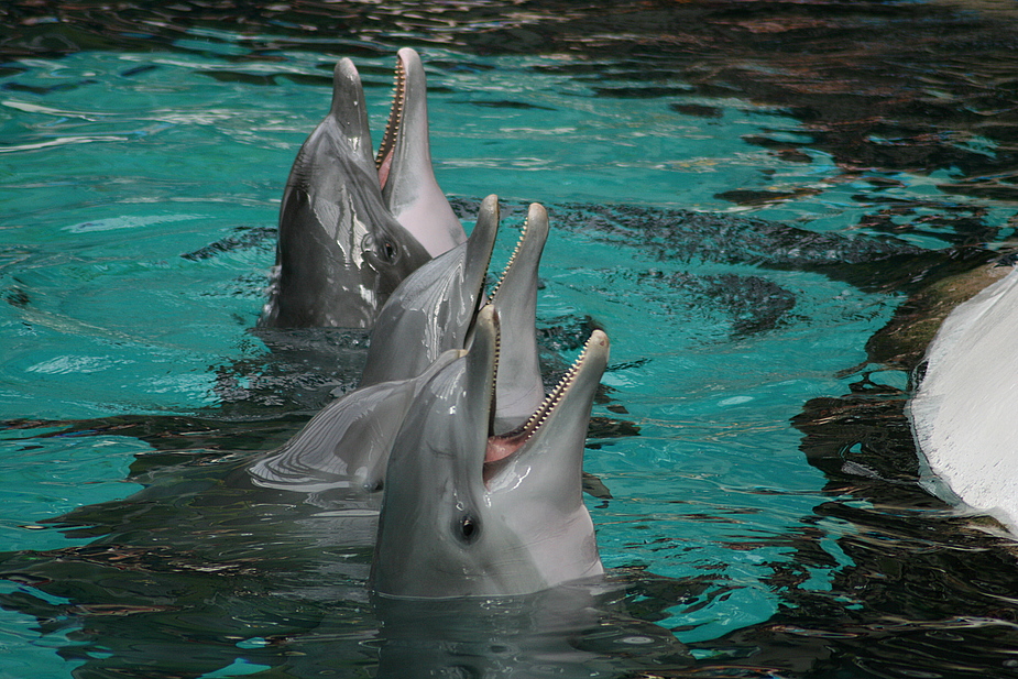 Zoo Duisburg