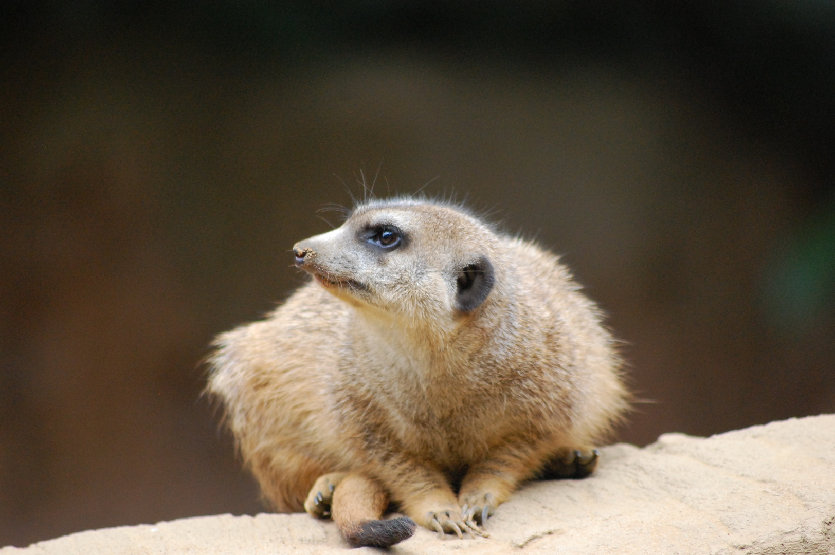 Zoo Duisburg Erdmännchen 2013