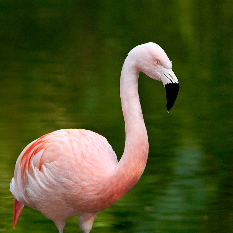 Zoo Duisburg - Fotoworkshop Tierfotografie - Chilenischer Flamingo