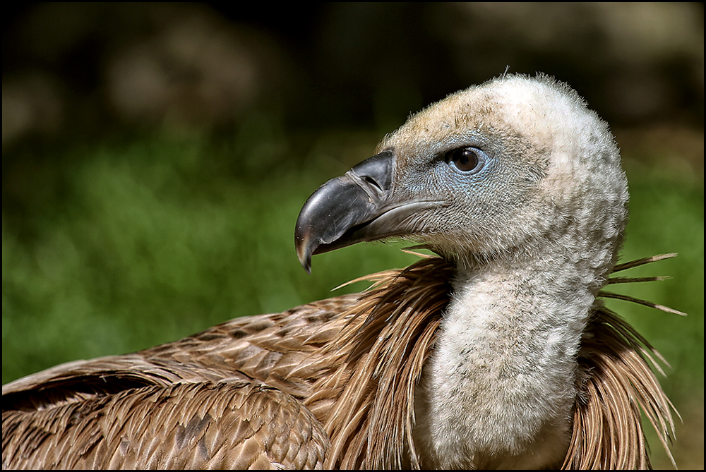 ZOO Duisburg - Geier -