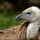 ZOO Duisburg - Geier -