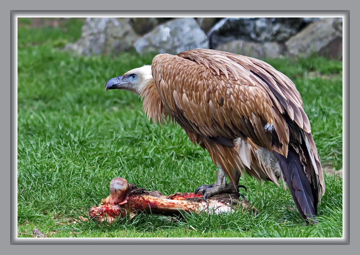 Zoo-Duisburg Geier