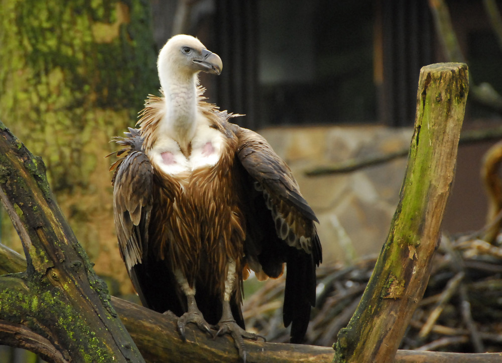 Zoo Duisburg - Greifvogel