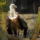 Zoo Duisburg - Greifvogel