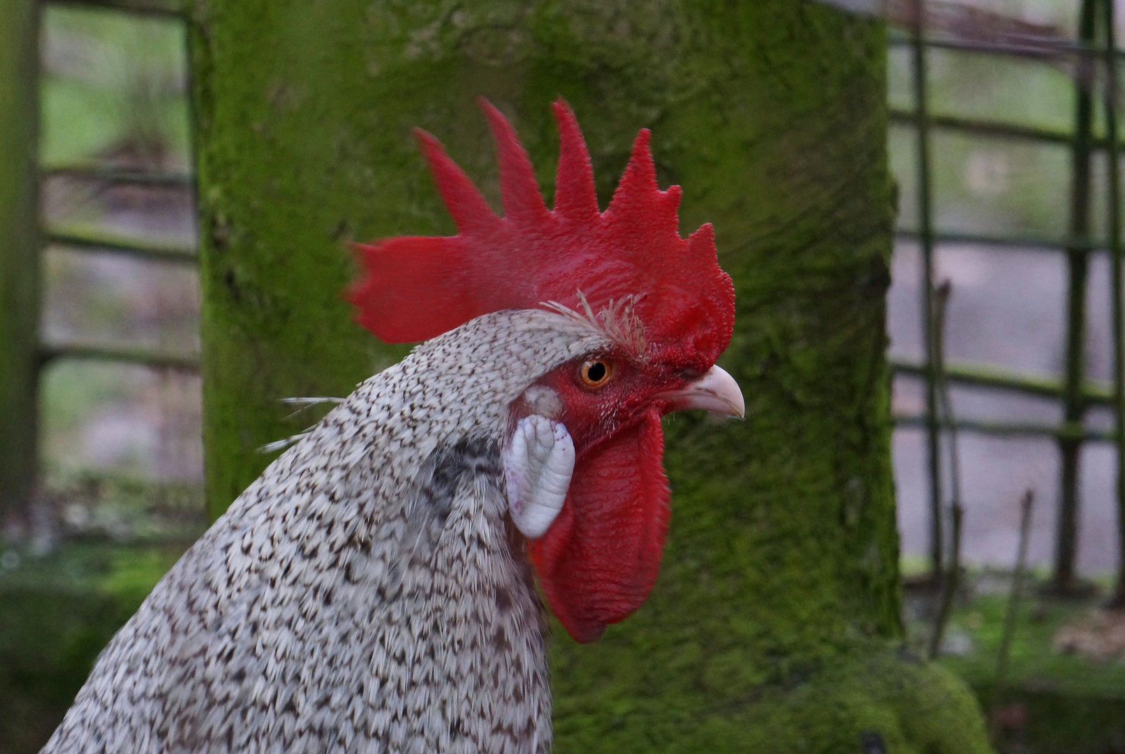 Zoo Duisburg - Haushuhn / Deutscher Sperber