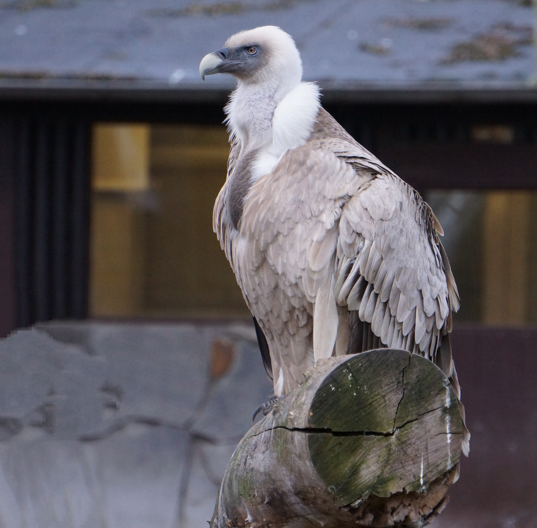  Zoo Duisburg Jan. 2020 Gänsegeier