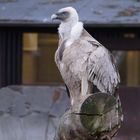  Zoo Duisburg Jan. 2020 Gänsegeier