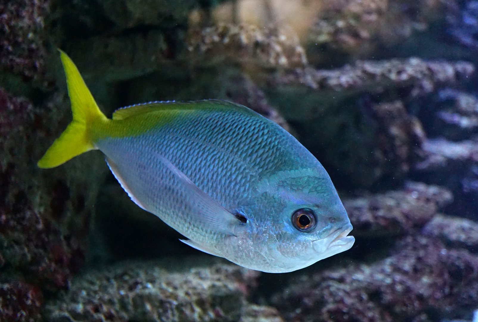 Zoo Duisburg Jan. 2020 Gelbschwanzdemoiselle