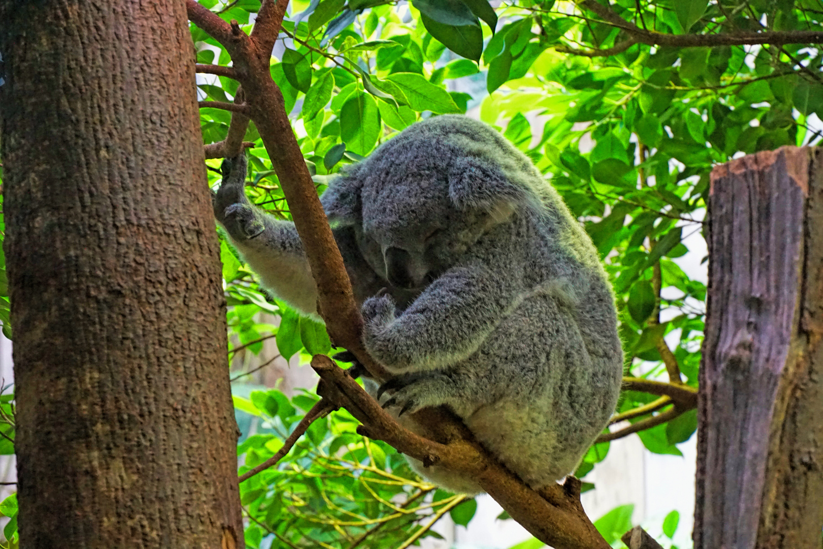 Zoo Duisburg Jan. 2020 Koala