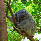 Zoo Duisburg Jan. 2020 Koala