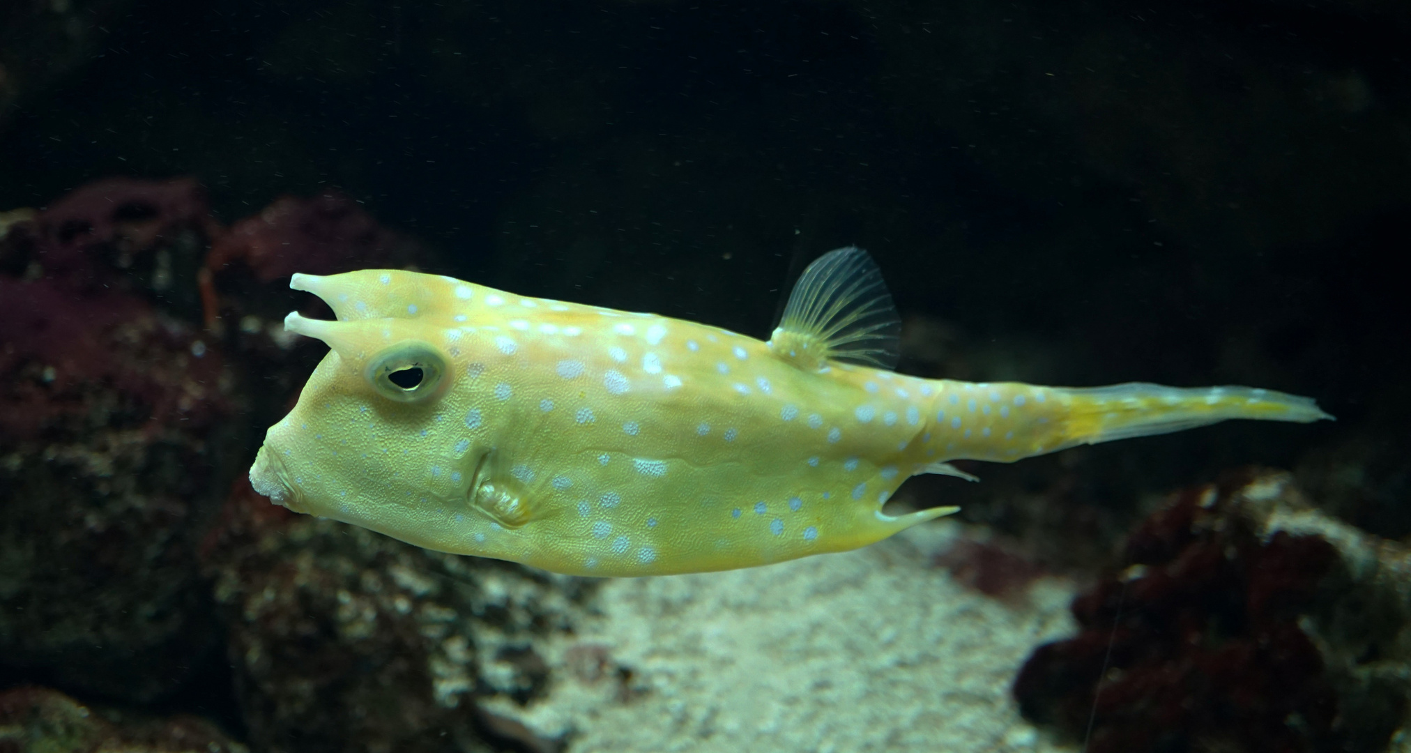 Zoo Duisburg Jan. 2020 Kofferfisch