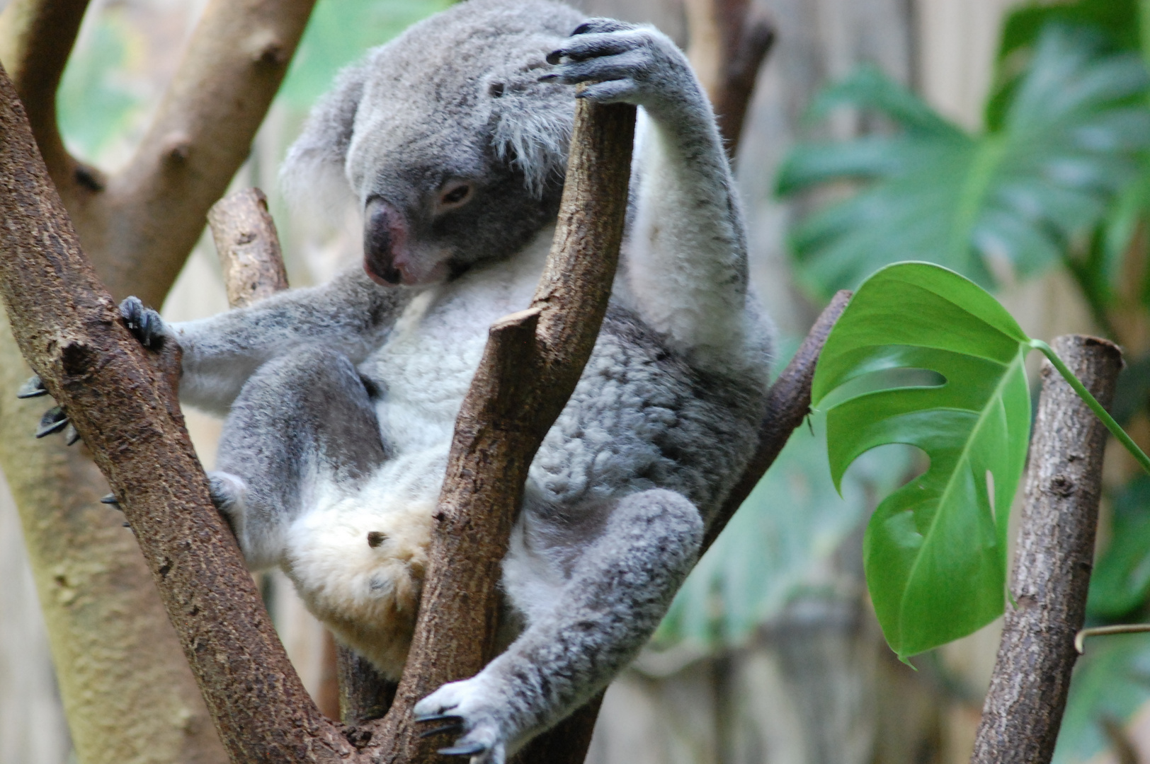 Zoo Duisburg Koala 2013